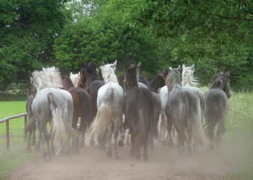 Horseriding in the Eastern Bohemia