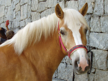 On Horseback in Ústí Region