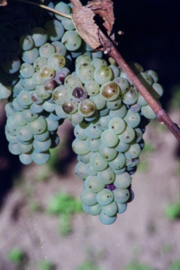 Poznejte tóny Jižní Moravy