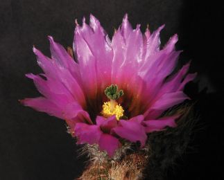 Co se děje v&nbsp;Botanické zahradě - červen 2008