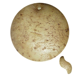 Národní zemědělské muzeum Praha - 7-8/2008