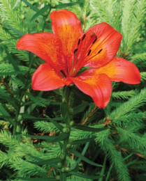 Co se děje v&nbsp;Botanické zahradě 7-8/2008