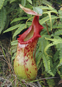 Co se děje v&nbsp;Botanické zahradě hl. města Prahy v&nbsp;září 2008