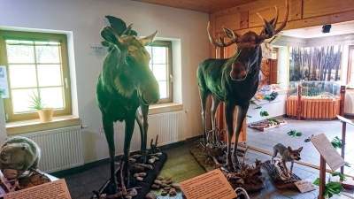 Losí rodinka je tu stále