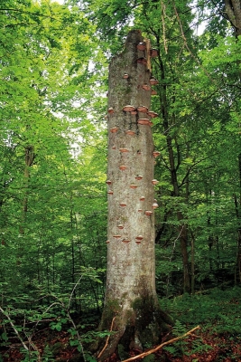 Žofínský prales