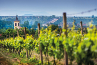 Vinobraní ve Stranné