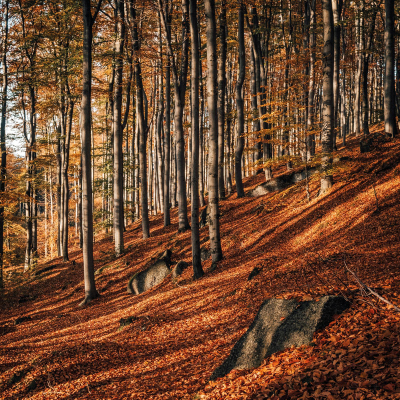 Jizerskohorské bučiny