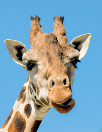zoo4.jpeg