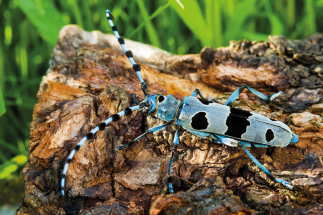 Živočichové oblasti Soutoku se představují na brněnské výstavě MegaBrouci