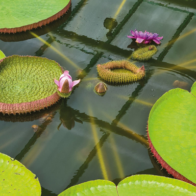 Botanická zahrada Liberec