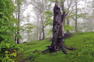 Jizerskohorské bučiny