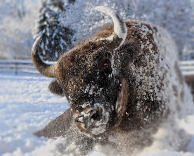 Zubr Evropský, Zoologická a botanická zahrada města Plzně
