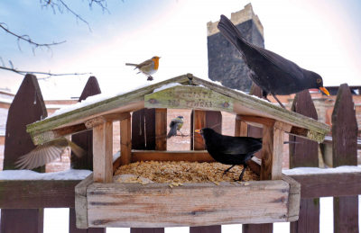 Útočiště pro ptáčky, chebský hrad