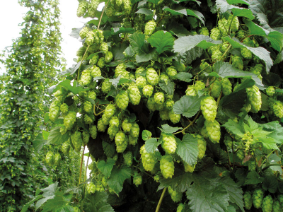 Žatecký poloraný červeňák