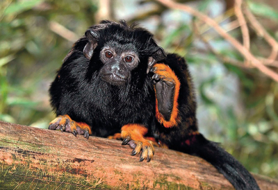 Minizoo – Gelbhändiger Tamarin
