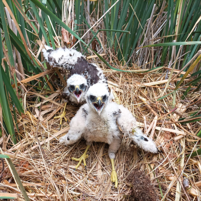 Mláďata motáka pochopa