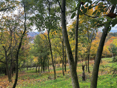 Revitalizace třešňového sadu