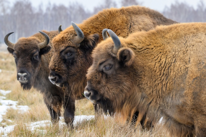 Vracející se zubr evropský