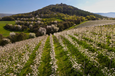 Vrch Šumná s hradem Šumburk