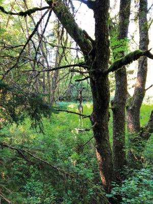 Františkov na Šumavě