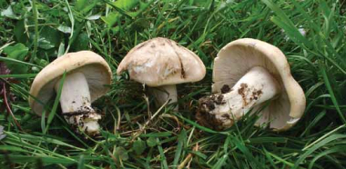 A je to tady – rostou!