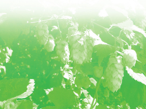 Žatec – město, kde je pivo doma