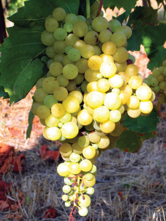 Prázdninové zážitky v Hodoníně