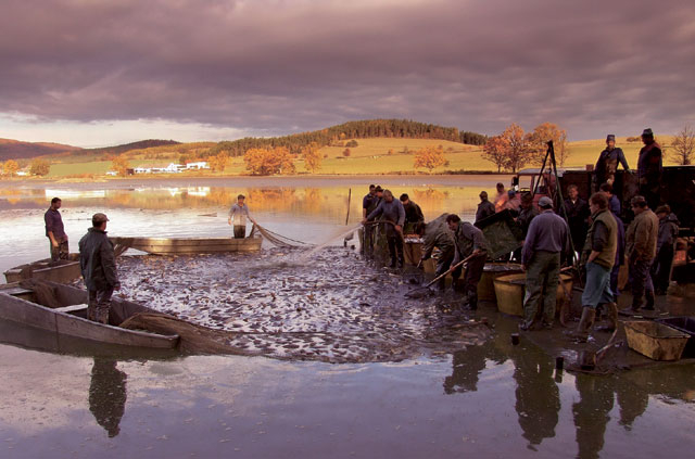 Výlovníci v Čechách