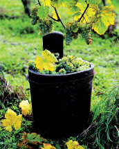 Za vínem na jižní Moravu