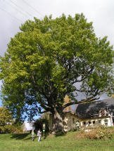 Památné stromy deštenské