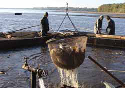 Výlovy jihočeských rybníků