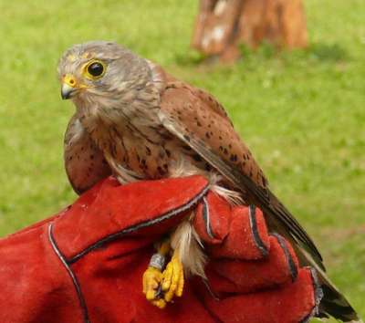 Zachráněná poštolka