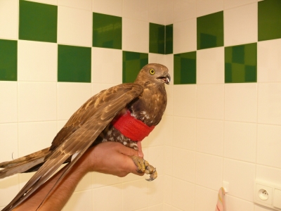 Včelojed se zafixovaným křídlem