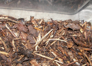 Kde spávají žáby?