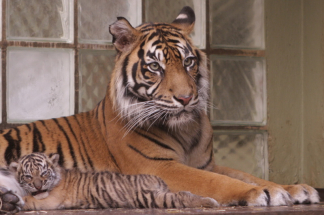 Do jarní ZOO Jihlava lákají mláďata i nová expozice