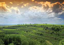 Dějiny vinařství na Moravě