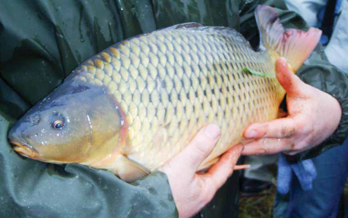 jihoceske-vylovy-rybniku