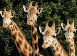 Zoo Olomouc