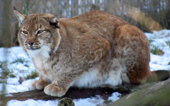Fotopasti potvrdily výskyt rysa...