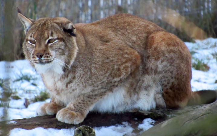 Fotopasti potvrdily výskyt rysa...
