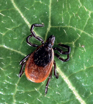 Genetický kód klíšťat rozluštěn