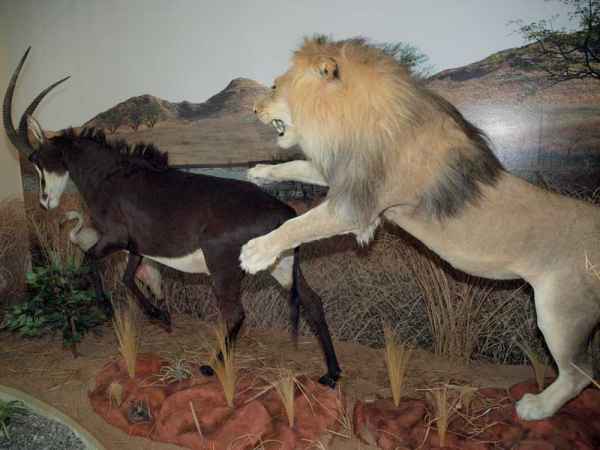 Africké muzeum