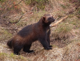První odchov rosomáka v ČR