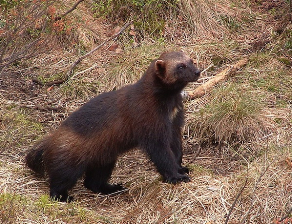 První odchov rosomáka v ČR