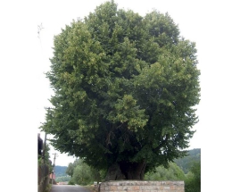 Tatobitská lípa je druhá