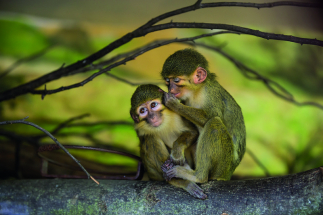 Do Afriky s celou rodinou!