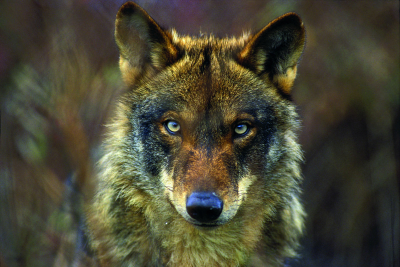 Vlk obecný (Canis lupus)