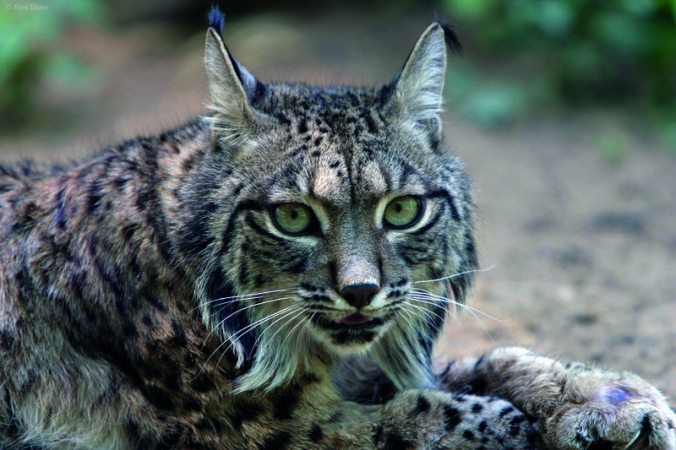 Rys ostrovid (Lynx lynx)