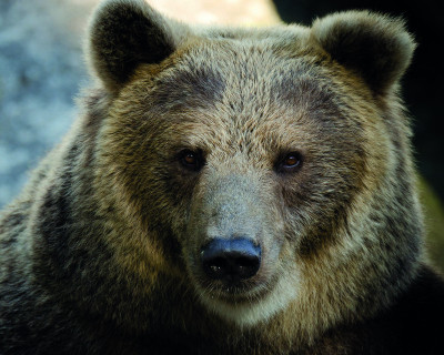 Medvěd hnědý (Ursus arctos)
