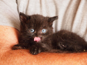 Jé, já si zlomil šavli (51 let)